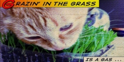 Grazin' in the grass is a gas ... baby can you dig it! 8
