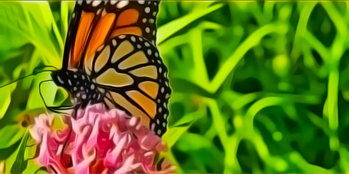Butterfly on Butterfly