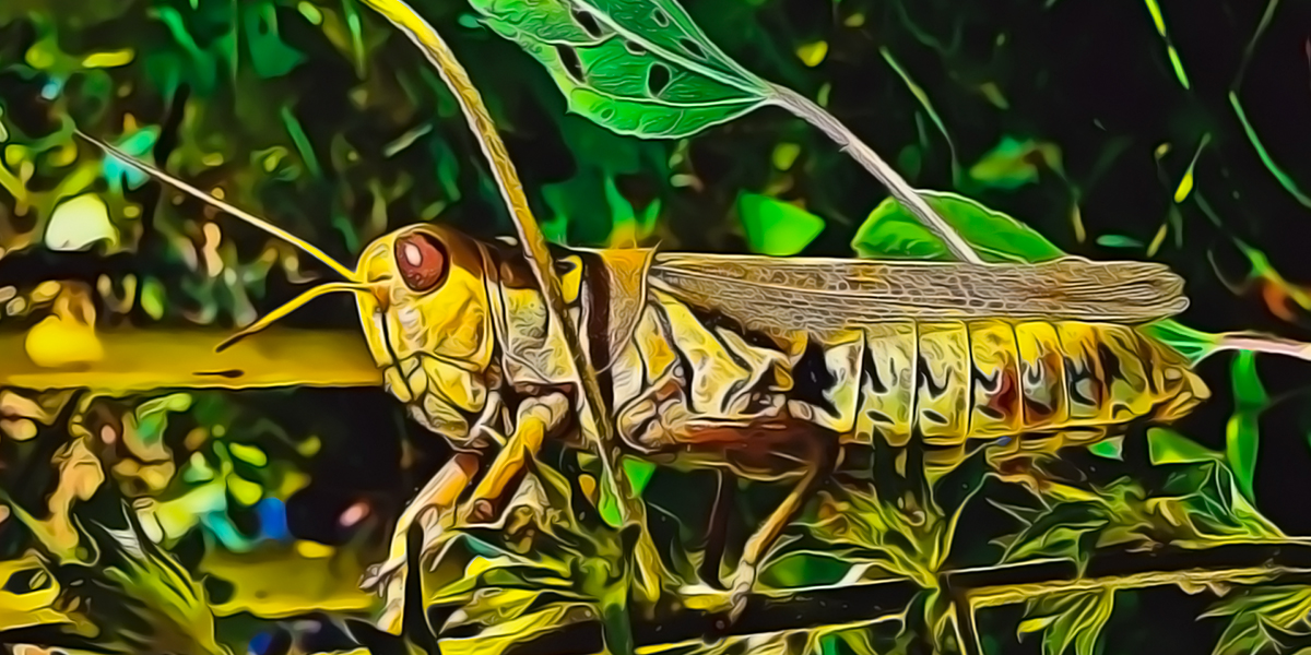 Kung Fu Grasshopper