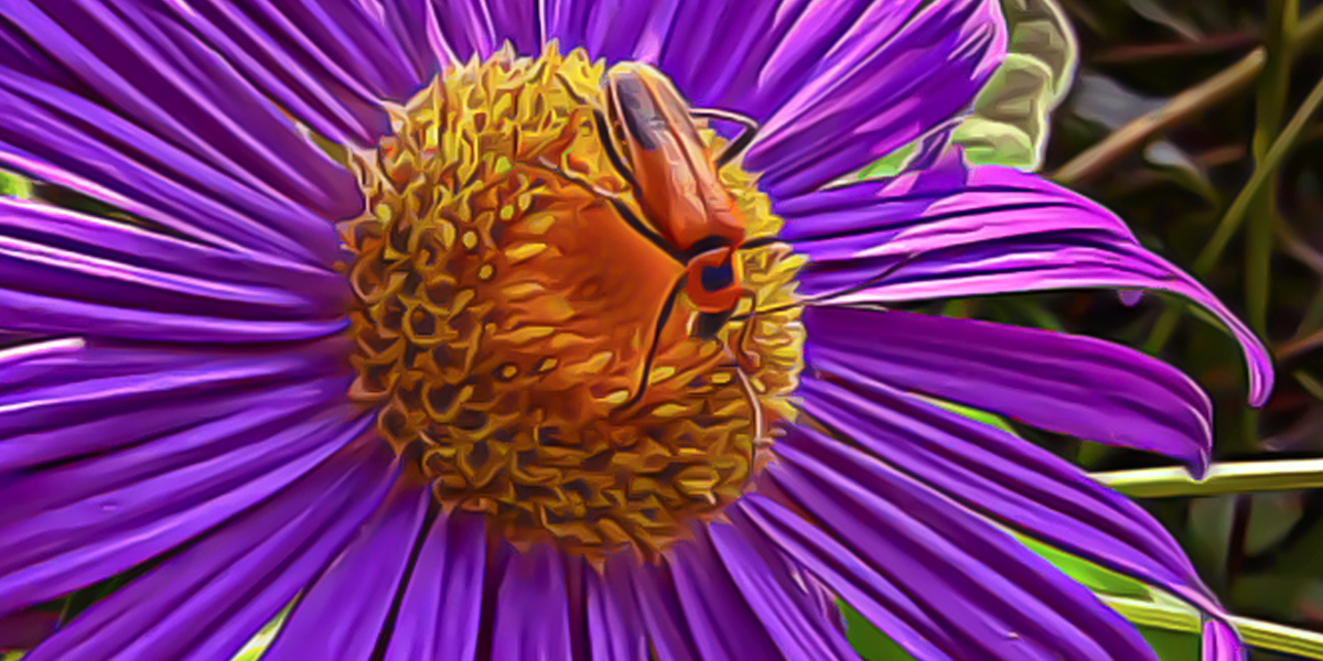 Soldier Beetles Chillin’